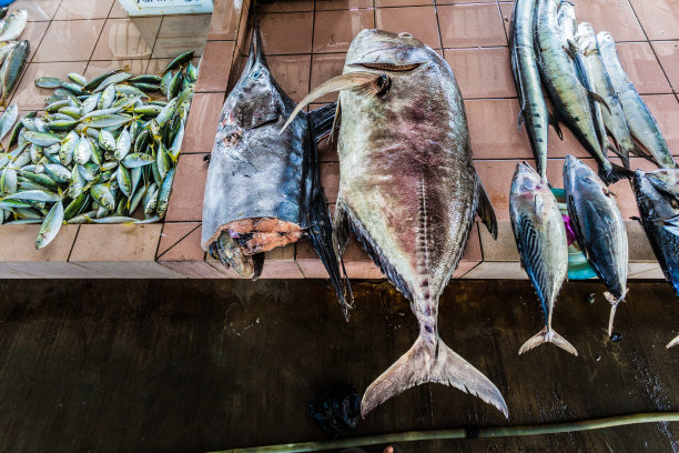 市场上的箭鱼图片下载