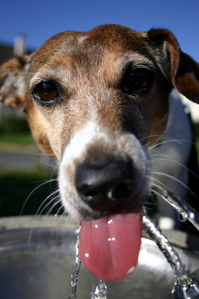 猪排喷泉图片下载