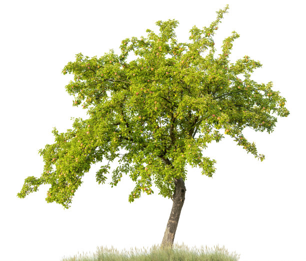 夏季苹果树孤立于白色(苹果)+苹果。图片下载