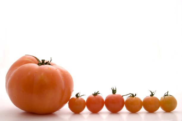 番茄家族图片下载