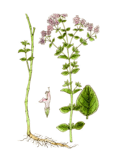 植物工厂。图片下载