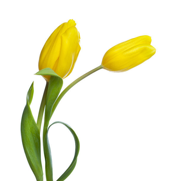 两株黄色的郁金香孤立在白色的上面图片下载