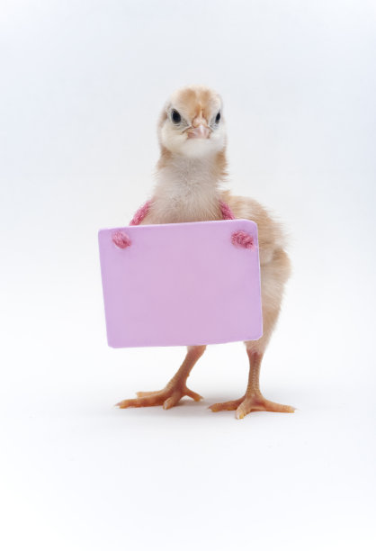 小鸡公然反对……图片下载