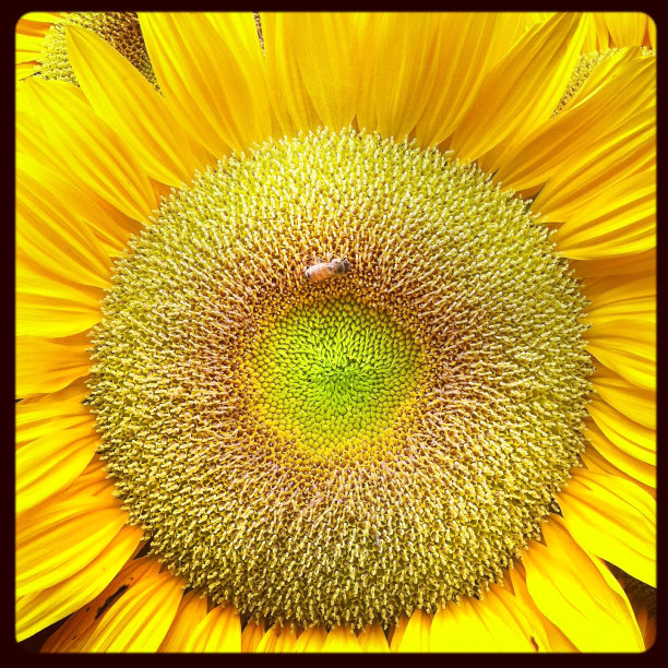蜜蜂在转基因向日葵上图片下载