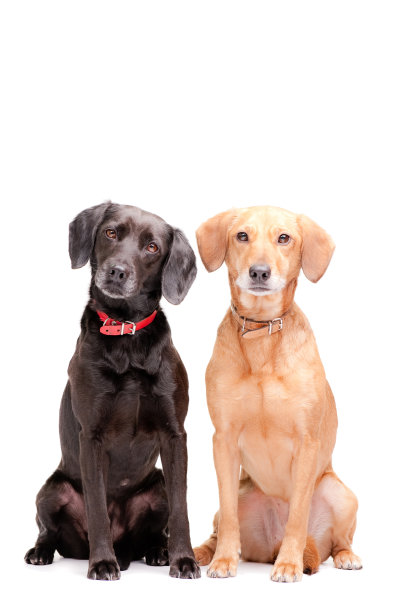 安妮和杰斯图片下载