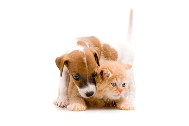 两个好朋友图片下载