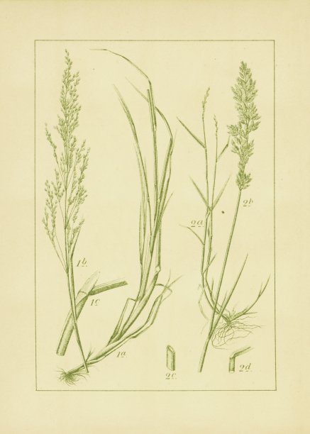 家禽草甸草和加拿大蓝草|古董花插图图片下载