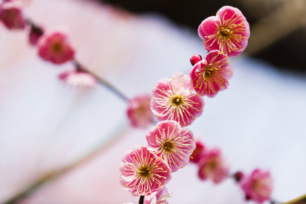梅花素材图片