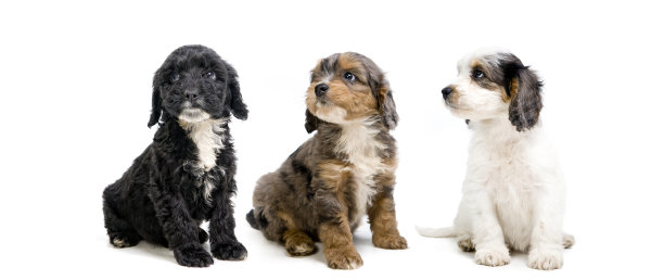 三倍的乐趣图片下载