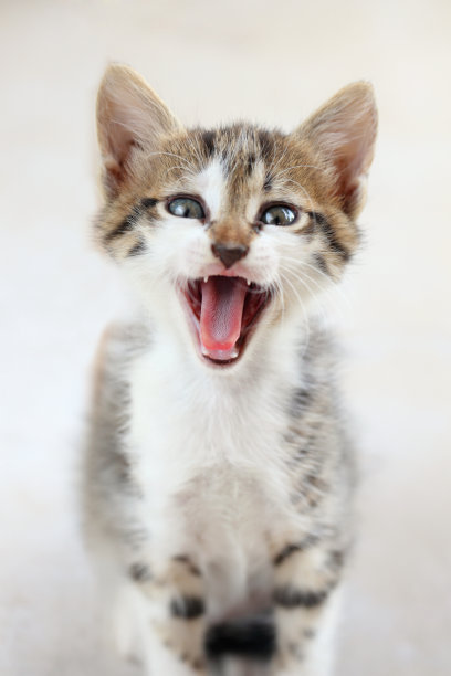 喊着小猫图片下载