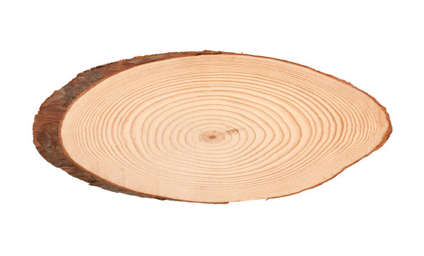 树干横截面孤立在白色背景上图片下载