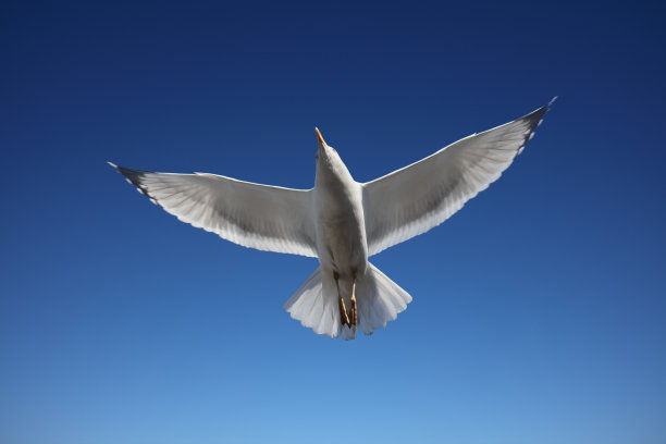 白色Seagul飞行图片下载