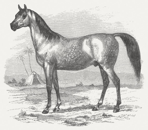 阿拉伯马，木刻，1875年出版图片下载