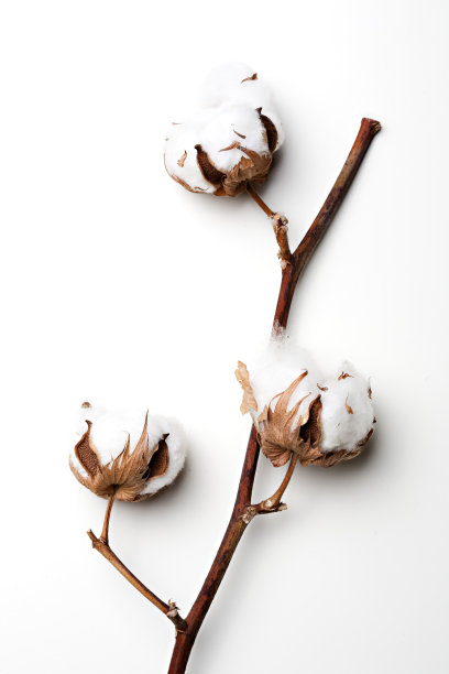 棉花图片下载