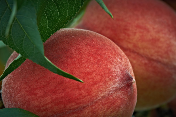 桃子在树上图片下载