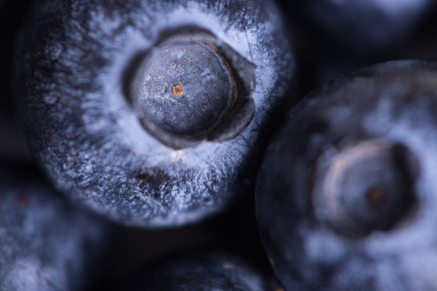 深蓝莓，成熟，宏观。图片下载