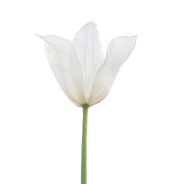 白色郁金香图片下载