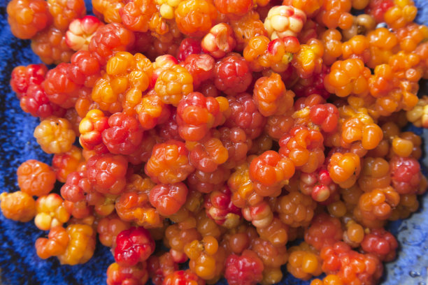 上的却是野生云莓图片下载