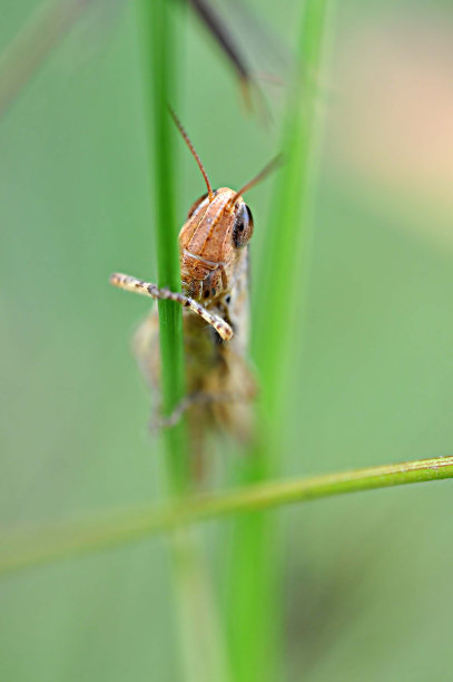 蚱蜢图片下载