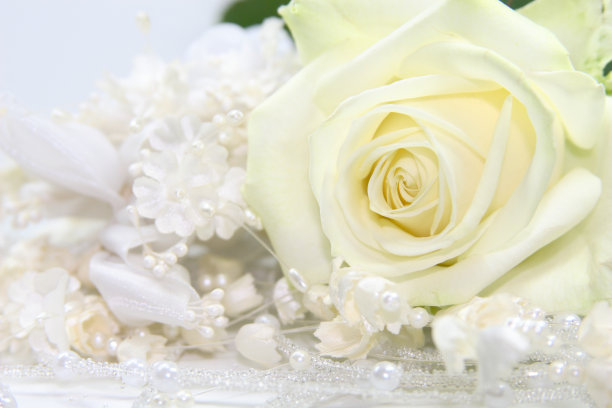 婚纱面料与玫瑰图片下载