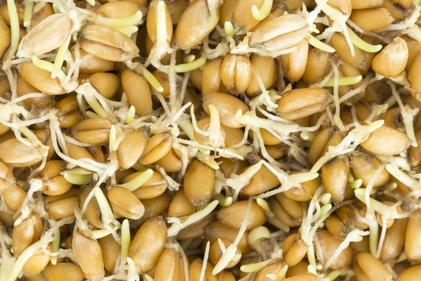 发芽的种子图片下载