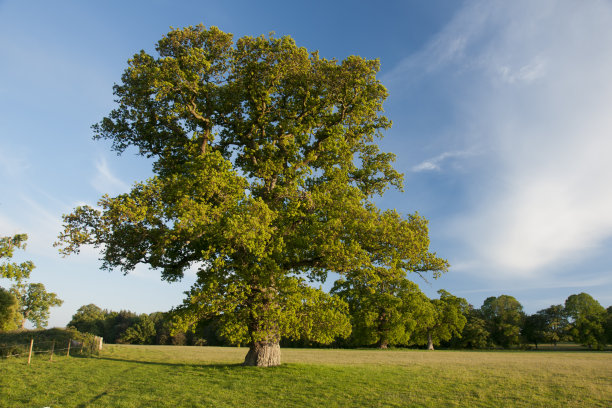 田野里日落时的一棵英国大橡树图片下载