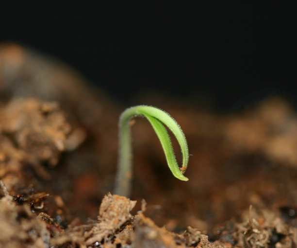 新兴的幼苗图片下载