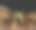 新兴的幼苗图片下载