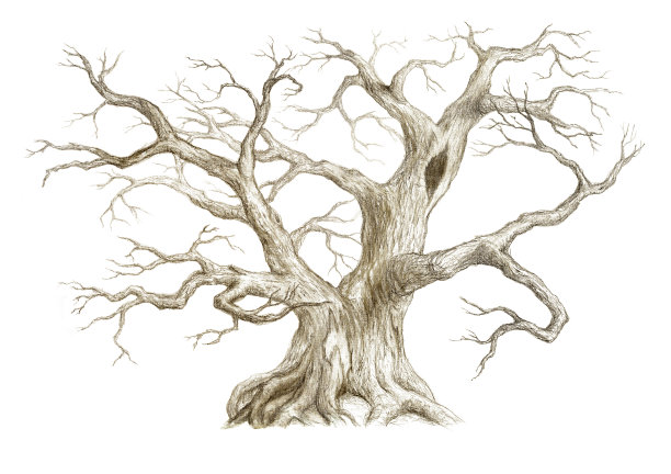 没有叶子的老树图片下载