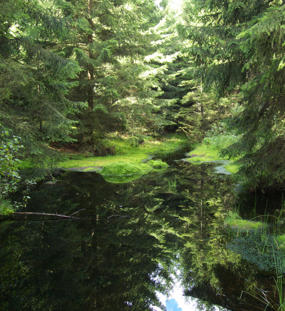 童话般的福勒斯特图片下载