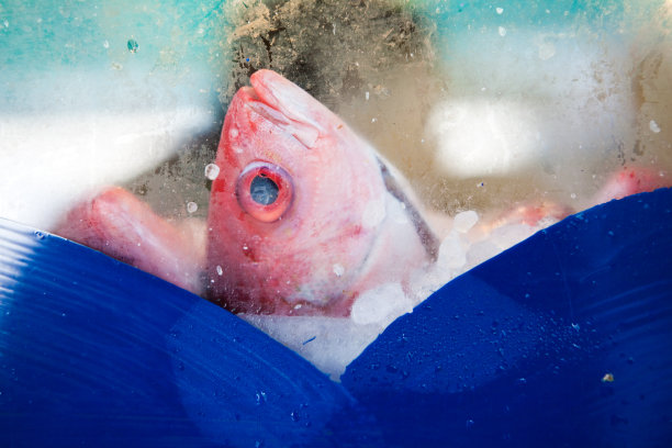 鱼出售图片下载