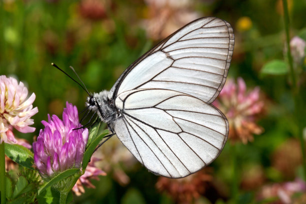 蝴蝶难点crataegi图片下载