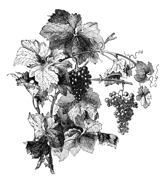 酒葡萄叶雕刻图片下载