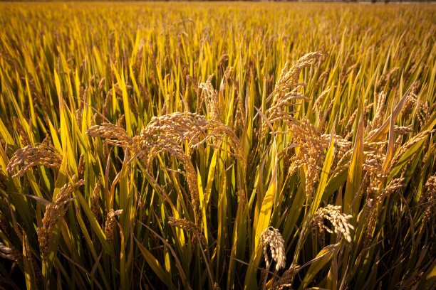 秋天的大米图片下载