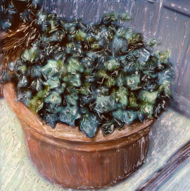 盆栽常春藤图片下载