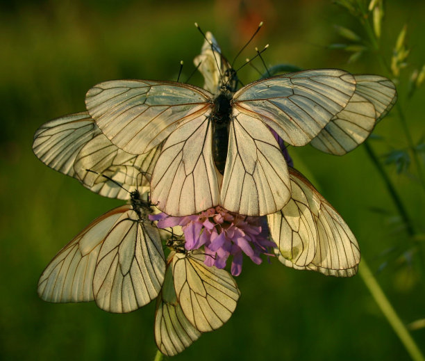 白色的蝴蝶图片下载