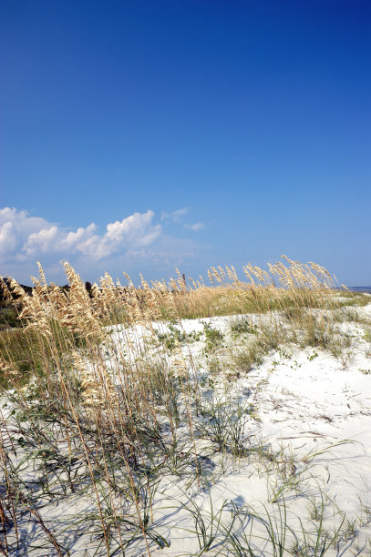 乔治亚州圣西蒙岛的沙丘素材图片