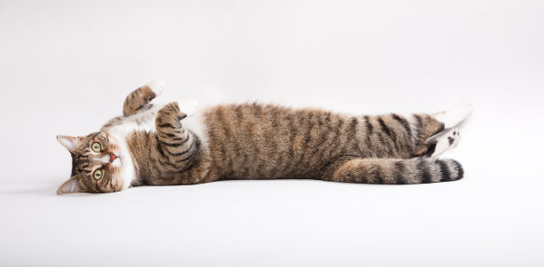 有人说金枪鱼吗图片下载