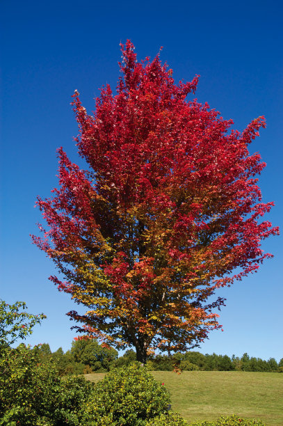 秋天的枫树图片下载