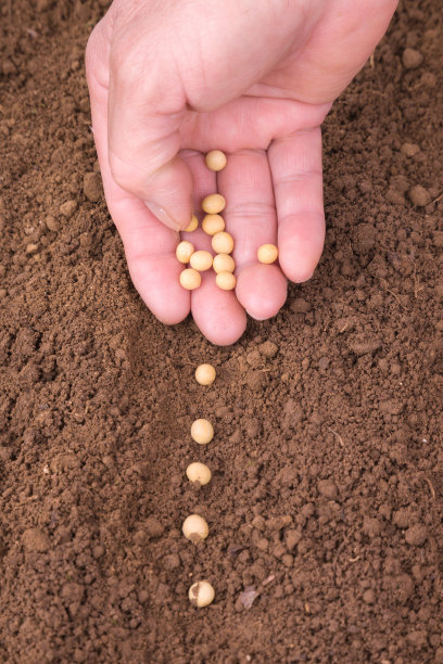 播种豆子图片下载