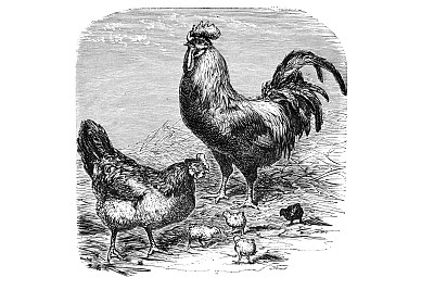 鸡科版画图片下载