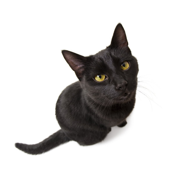 黑色的猫图片下载