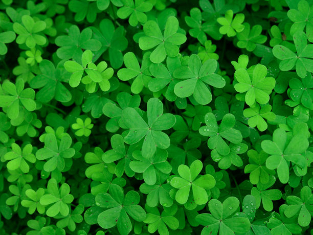 绿色三叶草领域素材图片