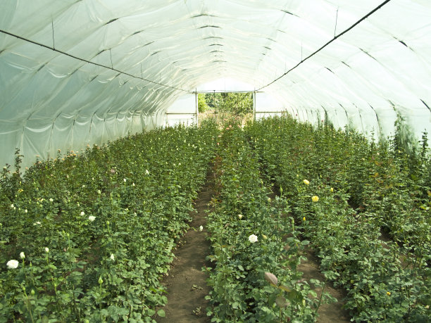 绿色的房子图片下载