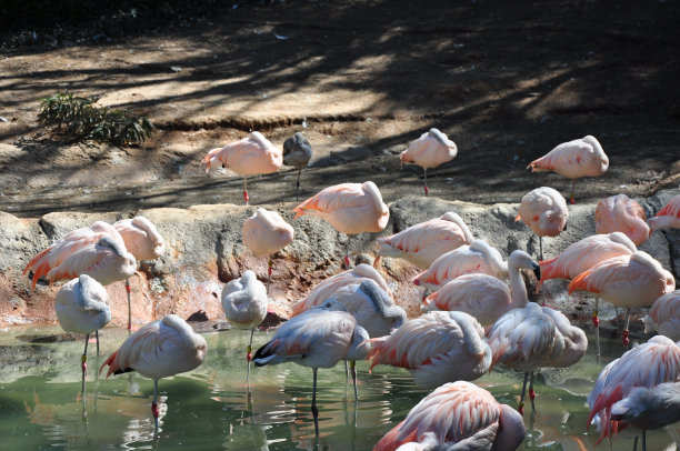 大量的火烈鸟图片下载