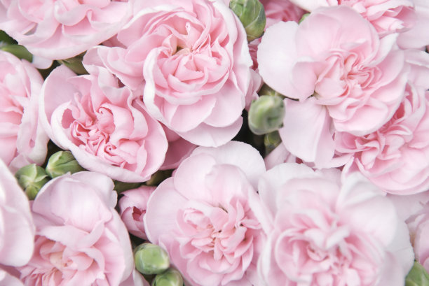 一束新鲜的粉红色牡丹素材图片