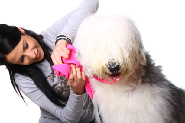 宠物造型师和可爱的短尾巴图片下载