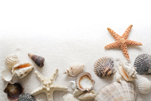 海贝，沙滩沙子和海星框架边界上的白色背景图片下载