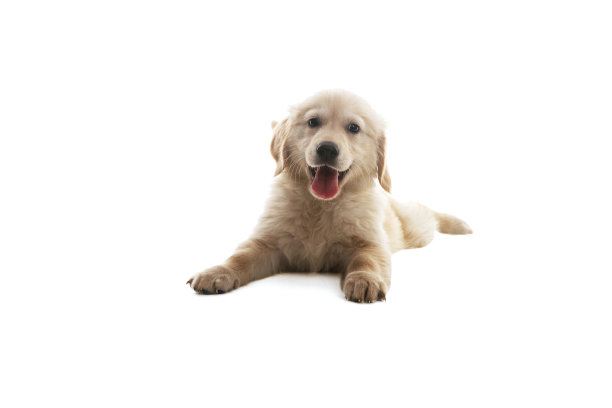 小金毛猎犬图片下载