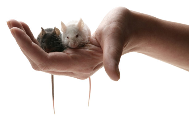 人手里的小白鼠图片下载